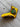 *NEW* Scotty Cameron Gallery Exclusive Yellow Cali Bear Tees & Trees Head Cover