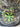 *NEW* Hatch Golf SEALED Iridescent Electric Shamrock CS Small Head Cover
