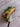 *NEW* Scotty Cameron Custom 24K Gold Masters Green Newport 2 35in Putter