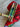 *NEW* Scotty Cameron Custom Rainbow PVD Lime Green Newport 2 35in Putter